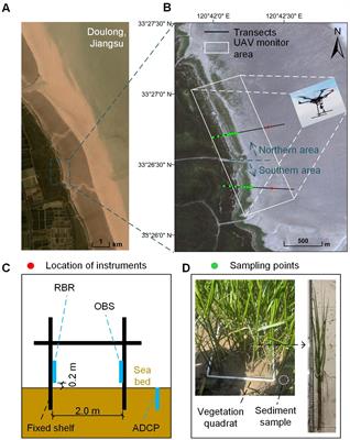 Seasonal biophysical interactions in tidal marsh evolution: insights from a synchronized dataset in Jiangsu, China